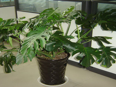 �칫����Ⱦ�� ʮ����ֲ����㾻������