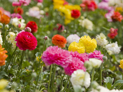 �칫����Ⱦ�� ʮ����ֲ����㾻������