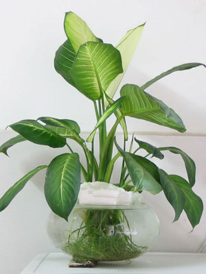 �칫����Ⱦ�� ʮ����ֲ����㾻������