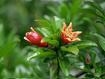 �칫����Ⱦ�� ʮ����ֲ����㾻������