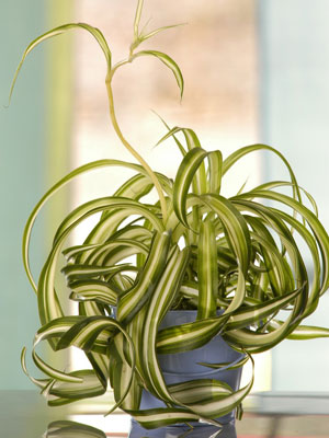 �칫����Ⱦ�� ʮ����ֲ����㾻������