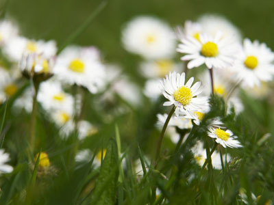 �칫����Ⱦ�� ʮ����ֲ����㾻������