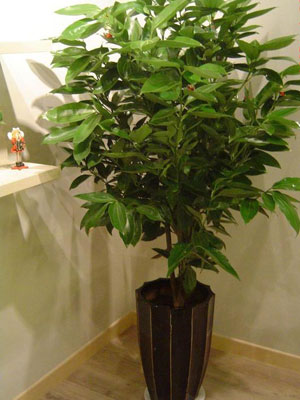 �칫����Ⱦ�� ʮ����ֲ����㾻������