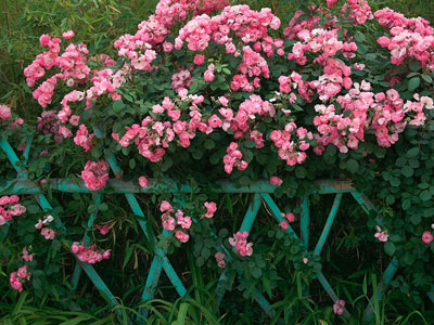 �칫����Ⱦ�� ʮ����ֲ����㾻������