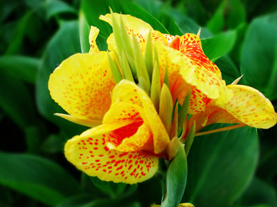 �칫����Ⱦ�� ʮ����ֲ����㾻������