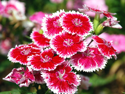 �칫����Ⱦ�� ʮ����ֲ����㾻������