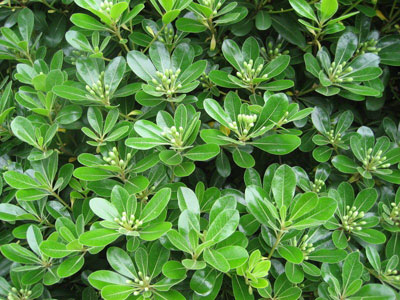 �칫����Ⱦ�� ʮ����ֲ����㾻������